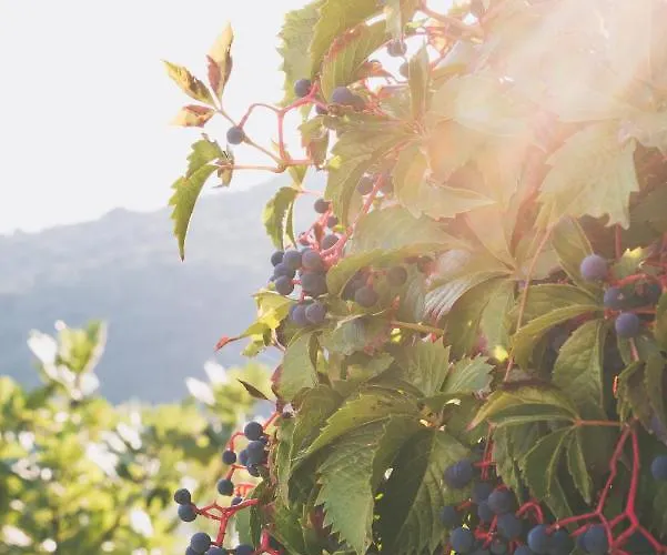 πηλιορείτικο σπίτι με υπέροχη θέα *